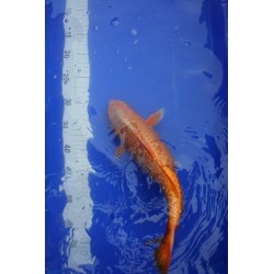 Koi numéro 10