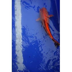 koi numéro 11