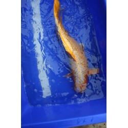 koi numéro 13