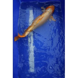 koi numéro 13