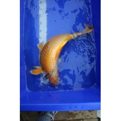 koi numéro 13