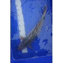 koi numéro 20