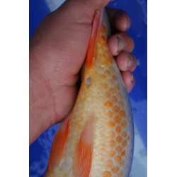 koi numéro 21