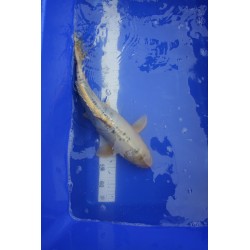 Koi numéro 22