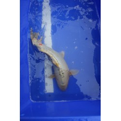 Koi numéro 22
