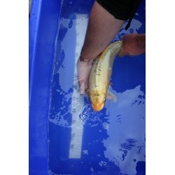 Koi numéro 22