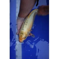 Koi numéro 22