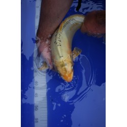 Koi numéro 22