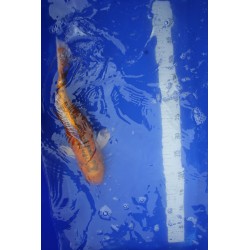 koi numéro 23