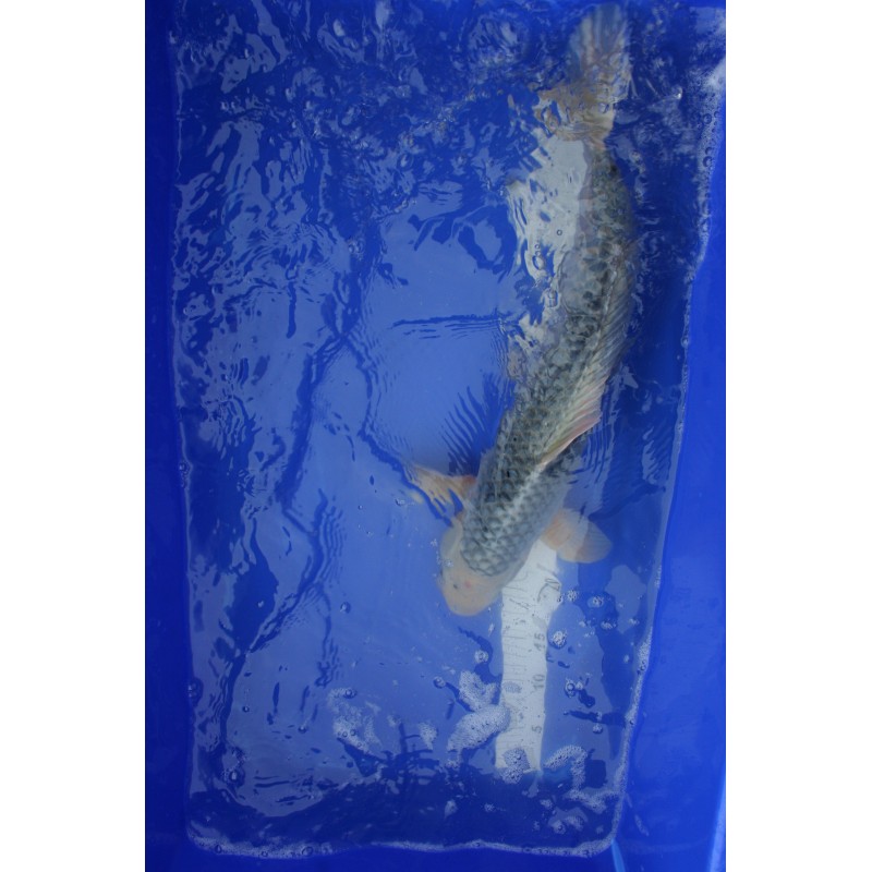 Koi numéro 25
