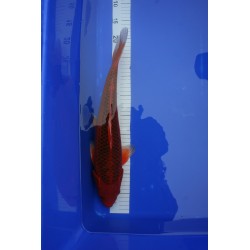 Koi numéro 27