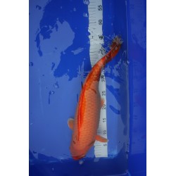 koi numéro 31