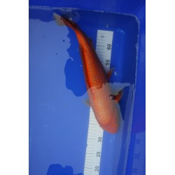 koi numéro 42