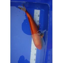 koi numéro 42