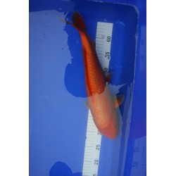 koi numéro 42