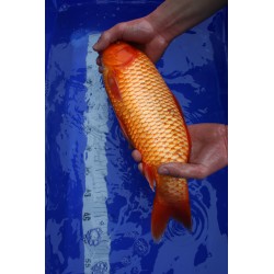 koi numéro 42