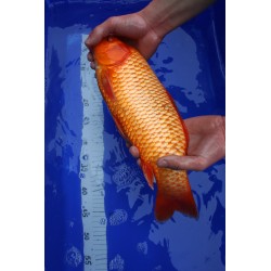 koi numéro 42
