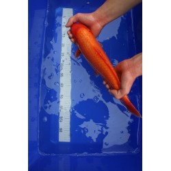 koi numéro 42