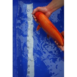 koi numéro 42