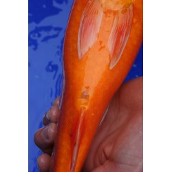 koi numéro 42