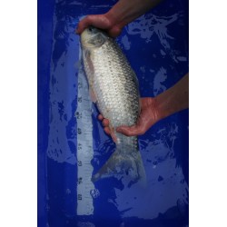 Koi numéro 43