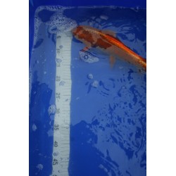 koi numéro 65