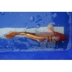 koi numéro 70