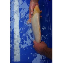 Koi numéro 73
