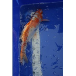 Koi numéro 74