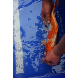 Koi numéro 74