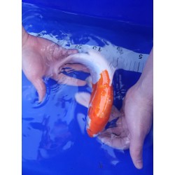 Koi  Kikusui numéro 25-1