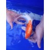 Koi  Kikusui numéro 25-1