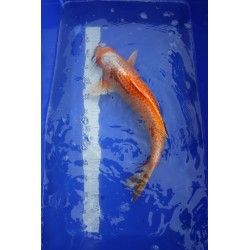 Koi numéro 4