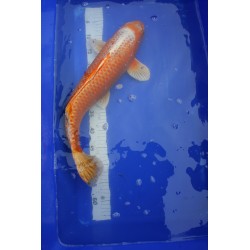 Koi numéro 4