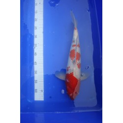 Koi numéro 5