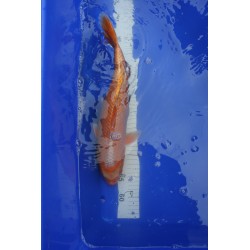 Koi numéro 7