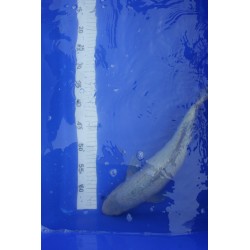 koi numéro 8