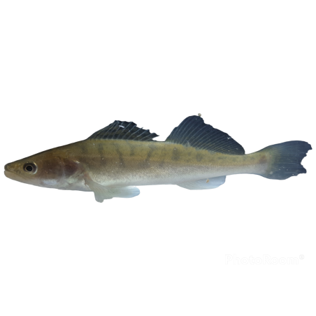 Les poissons pour l'aquaponie