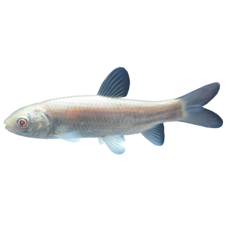 Autres poissons